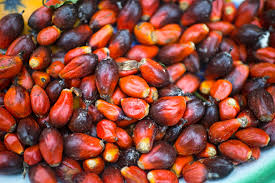 Palm Nut